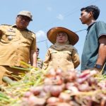 Bupati Deli Serdang Panen Bawang Merah, Luncurkan Implementasi Awal Si PANDAI