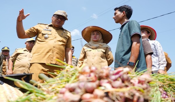 Bupati Deli Serdang Panen Bawang Merah, Luncurkan Implementasi Awal Si PANDAI