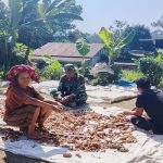 Harga Biji Kakao Kering Tembus Rp70 Ribu, TNI Kawal Petani