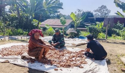 Harga Biji Kakao Kering Tembus Rp70 Ribu, TNI Kawal Petani
