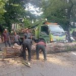 TNI Evakuasi Pohon Tumbang di Medan Polonia
