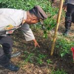 Tapak Harimau Geger Warga di Kawasan Perladangan