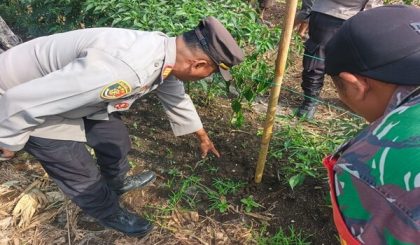 Tapak Harimau Geger Warga di Kawasan Perladangan