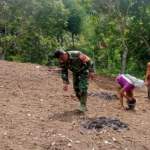 Babinsa Koramil 07/Salak Dampingi Petani Tanam Jagung Dukung Swasembada Pangan