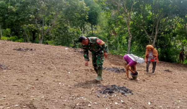 Babinsa Koramil 07/Salak Dampingi Petani Tanam Jagung Dukung Swasembada Pangan