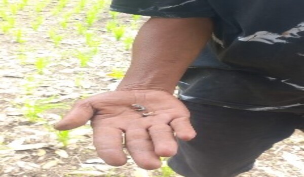 Padi Gogo Diserang Ulat